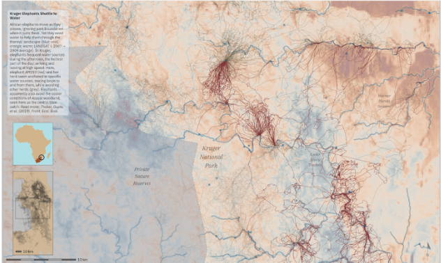 A visual representation of spatial tracks of elephants through Kruger National Park, obtained from satellite tracking data.